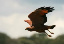 Savanna Hawk, Sang 'Pemburu Api' dari Sabana Amerika Selatan