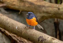 Murai Batu, Burung Kicau Asal Hutan Asia yang Kian Diminati Pecinta Burung