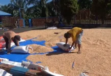 Serapan Beras dan Jagung di Bulog Alami Peningkatan