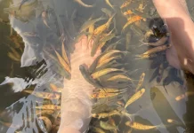 Terapi Ikan, Benarkah Bermanfaat bagi Kesehatan?