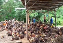 Harga TBS Sawit Tingkat Pabrik di Bengkulu Utara Rp2.970/kg