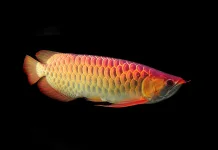 Ikan Arwana, Ikan Hias Eksotis yang Butuh Perawatan Tepat