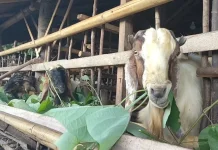Berikut Manfaat Mengangandangkan Hewan Ternak