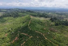 Sawit Ilegal Masih Bertahan di Bentang Alam Seblat, Genesis Kritik Keras Satgas PKH