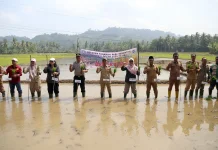 Desa Jawi Jadi Lokasi Gerakaran Tanam Padi Serentak di Kaur