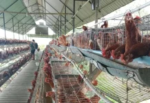 Penurunan Harga Telur Ayam Ras di Pulau Jawa, Belum Pengaruhi Peternak di Bengkulu