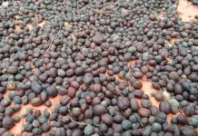 Kopi Bubuk Mahal, Warga Pilih Buat Sendiri