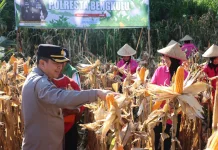 Polresta Bengkulu Panen Raya 3 Ton Jagung, Dukung Ketahanan Pangan Nasional