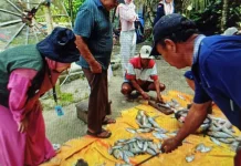 Ikan Asin Enggano Naik Kelas, InovasiAkademisi Tingkatkan Nilai Ekonomi Hasil Tan