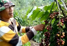 Nilai Tukar Petani Bengkulu Turun 2,52 Persen pada Juni 2026, Ini Pemicunya