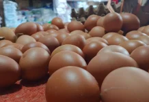 Harga Telur Mulai Turun, Kabar Baik yang Disyukuri Warga Bengkulu