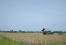 Bantuan Benih Padi Ringankan Biaya Produksi Petani Kota Bengkulu