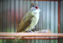 Pengen Punya Burung Kapas Tembak Yang Juara?