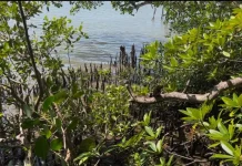 Mangrove Sungai Jenggalu Kito Jadi Penyangga Ekosistem Pesisir Bengkulu