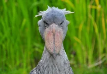 Tragedi di Balik Sarang Rawa: Kisah Kelam Persaingan Saudara Burung Shoebill