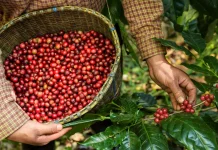 Dari Aceh hingga Lampung, Ini 5 Kopi Terbaik Indonesia