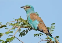 Pesona Tiong Lampu: Burung Cantik Bermahkota Cahaya di Alam Liar