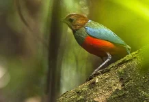 Kisah Philippine Pitta, Si Pemburu Serangga di Balik Serasah Hutan