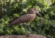 Hamerkop, Burung Kecil Pembuat "Kondominium" Raksasa untuk Margasatwa