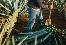 Banyak yang Salah Paham, Tequila Bukan Berasal dari Buah Ini