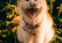 Kucing Mengeong, Apa Saja Kemungkinan Penyebabnya?
