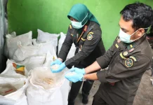 Karantina Bengkulu Pastikan 22 Ton Kolang-Kaling Lolos Ekspor ke Vietnam