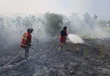 dalam Sepekan, 5 Karhutla Terjadi di Kaur