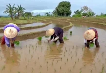 Musim Tanam Kedua, Petani di Kemumu Beharap Adanya Perbaikan Aliran Irigasi