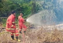 Kebakaran Lahan di Kaur Selatan Kembali Terjadi