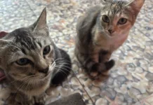 Pentingnya Vaksin Kucing untuk Mencegah Penyakit Menular