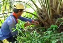 Petani Kelapa Sawit Swadaya Didorong  Tingkatkan Kualitas Buah
