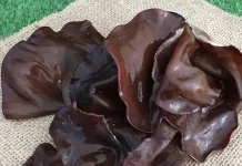 Jamur Kuping Mudah Diolah Menjadi Berbagai Menu Sehat