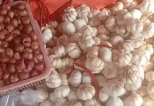 Harga Bawang di Pasar Panorama Bengkulu Turun ke Rp48 Ribu per Kilogram