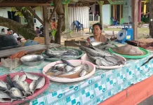 Konsumsi Ikan Baik untuk Kecerdasan dan Kesehatan Anak