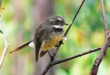 Burung Kipasan Kebun: Si "Penari Centil" dari Hutan Indonesia Timur