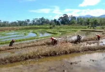 Delapan Daerah Irigasi di Bengkulu Utara Akan Direhabilitasi
