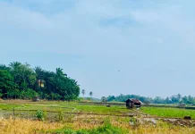 Kemarau Hambat Musim Tanam, Petani Bengkulu Kesulitan Peroleh Air Irigasi
