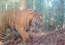 Global Tiger Day, Lingkar Inisiatif dan Tiger Heart Intensifkan Patroli