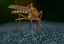 Bahan Alami yang Dapat Membantu Mengusir Nyamuk dari Rumah