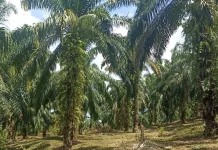 Pemupukan Sawit di Musim Kemarau Perlu Strategi Tepat agar Tetap Efektif