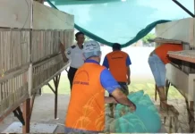 Rutan Manna Bekali WBP Dengan Budidaya Ayam Kampung Super