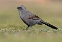 Mengenal Apostlebird: Burung Unik Asal Australia yang Hidup Berkelompok