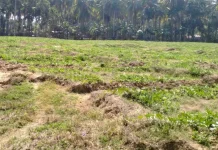 Musim Kemarau, Petani Semangka Terancam Merugi