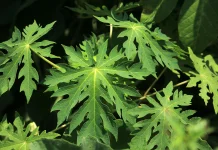 Mengolah Sayur Daun Pepaya agar Tidak Pahit tetapi Tetap Enak