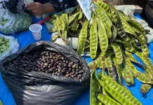 Musim Panen, Harga Petai dan Kabau di Bengkulu Turun