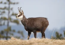 Chamois: Sang Master Panjat Tebing Nan Gesit dari Pegunungan Alpen