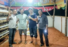 Peluang Besar Usaha Peternakan Puyuh di Bengkulu