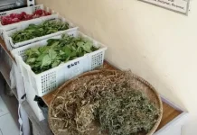 Jamu Kito, Sebuah Upaya Hidupkan Kembali Tradisi Minuman Tradisional
