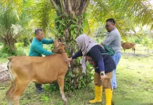 Dinas Pertanian Bengkulu Selatan Imbau Warga Jaga Kesehatan Ternaknya