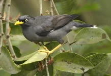 Mengenal Jalak Kebo: Burung Cerdas dan Tangguh yang Jago Beradaptasi